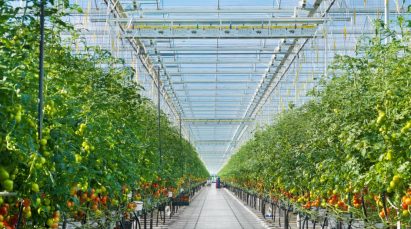 02 1519802 0004813602 1663767 greenhouse Συμπαραγωγή ηλεκτρισμού και θερμότητας για διατήρηση ειδικού κλίματος